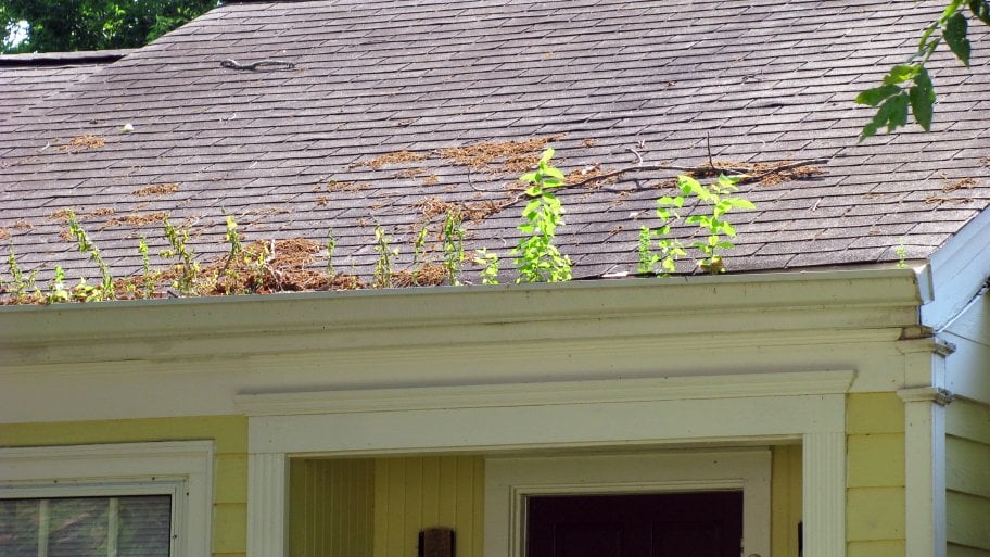 The guttering of a home sprouts plants from being left uncleaned for a period of time.